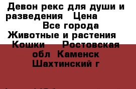 Девон рекс для души и разведения › Цена ­ 20 000 - Все города Животные и растения » Кошки   . Ростовская обл.,Каменск-Шахтинский г.